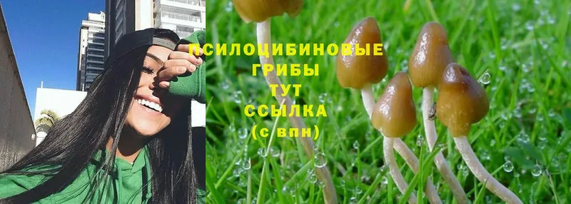 Галлюциногенные грибы MAGIC MUSHROOMS  ОМГ ОМГ сайт  Кувандык  где продают наркотики 